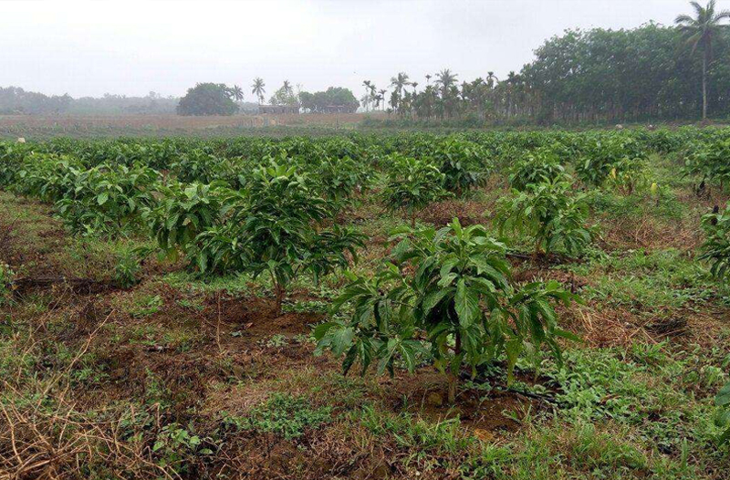 消費(fèi)日?qǐng)?bào)社:海南萬(wàn)寧市委書記賀敬平從三大優(yōu)勢(shì)談諾麗產(chǎn)業(yè)發(fā)展